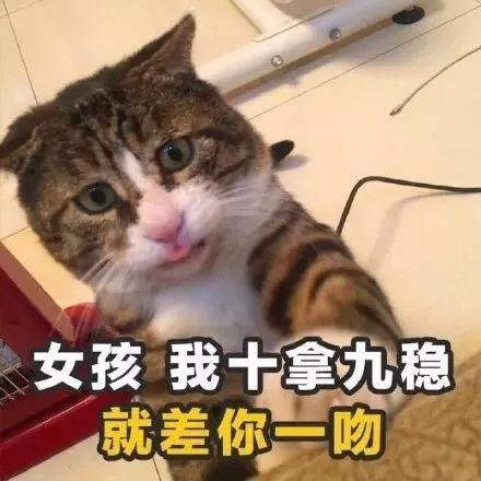 土味情话猫咪版表情下载第1张